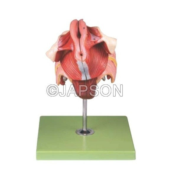 Human Female Genital Organs Human Female Genital Organs